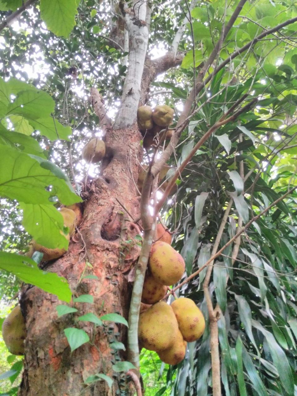 Cordel Farms Mangalore Exterior photo
